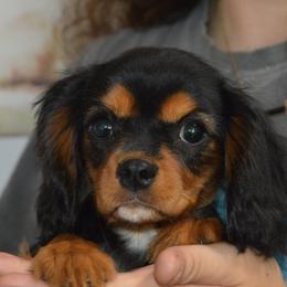 Carrie - Black and tan female Cavalier King Charles Spaniel puppy in Bowman, Georgia from Mid Lake Cavaliers