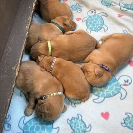 Girl 2 - Dark golden female Golden Retriever puppy in Joliet, Illinois from Breezewood Kennel