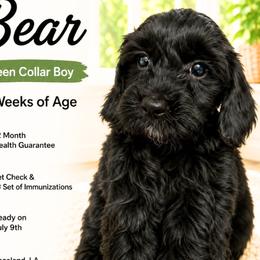 1200.00  Bear: Green Collar - Black male Goldendoodle puppy in Raceland, Louisiana from Cajun Doodles