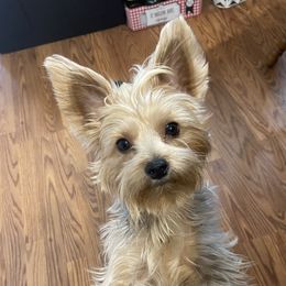 Ivy - Yorkshire Terrier