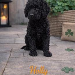 Holly Wheeler - Black female Bernedoodle puppy in Bennett, Colorado from Darling Paws, LLC