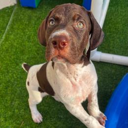 Audi - Liver and white male German Shorthaired Pointer puppy in Belleview, Florida from Ivy Creek Kennels