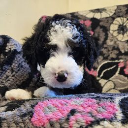 Rolo - Tri-color female Bernedoodle puppy in Lancaster, Pennsylvania from NLB Mini Bernedoodles