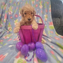 Violet - Apricot female Poodle puppy in South Willard, Utah from Burge Family Poodles