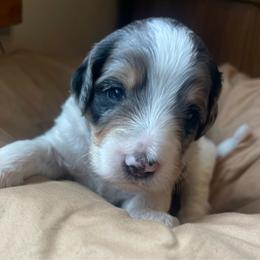 Merle male - Blue merle male Bernedoodle puppy in Clarksville, Iowa from Iowa Heartland Doodles