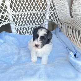 Pekingese and Poodle Puppies from Dogs lovers