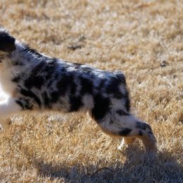 Miniature American Shepherd Puppies from RayneMaker Miniature American Shepherds