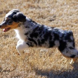 Miniature American Shepherd Puppies from RayneMaker Miniature American Shepherds