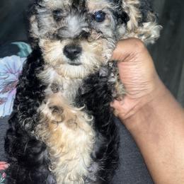 Theodore - Black and tan male Yorkipoo puppy in Gastonia, North Carolina from Dynasty Kennel