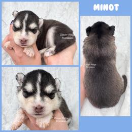 Minot - Black and white male Pomsky puppy in Sheffield, Iowa from Clover Ridge Pomskies