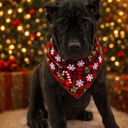 Riverstone - Gray male Cane Corso puppy in Russellville, Missouri from Soaring Royalty Canines LLC