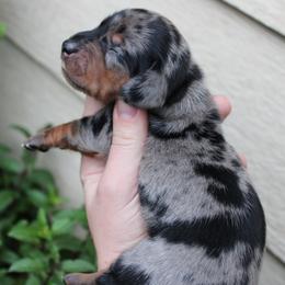 BOSS dapple boy - Dapple male Dachshund puppy in Stockton, California from Wiggles & Wags Dachshund's