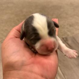 Male bluie - Blue male Pembroke Welsh Corgi puppy in Glendale, Arizona from CorgiholicsAz