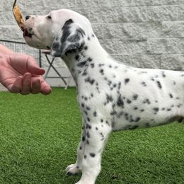 Prince Charming -Boy 1 - Dalmatian puppy from Pawsh K9’s
