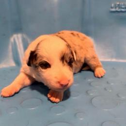 Dandelion (Dandy) - White and blue merle male Border Collie puppy in Lebanon, Oregon from Cahill’s Canines