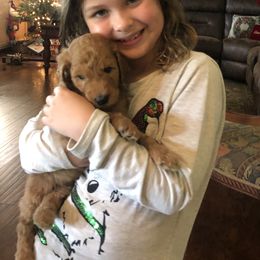 Goldendoodle Puppies from Cooley Doodles