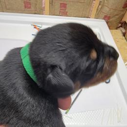 Gatsby (Green Collar) - Black and mahogany male Rottweiler puppy in York, South Carolina from CenturionOne LLC