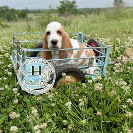 Lemon - Red and white male Basset Hound puppy in Konawa, Oklahoma from Circle H Basset Hounds