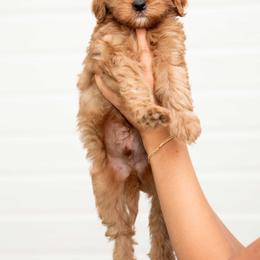 Lincoln - Red  male Goldendoodle puppy in Meridian, Idaho from Country Club Doodles