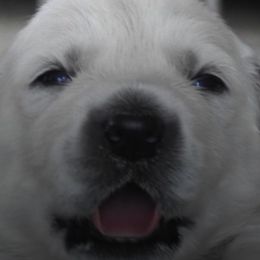 Golden Retrievers from Tweedmouth Retrievers