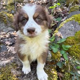 Liam - Red merle male Australian Shepherd puppy in Grants Pass, Oregon from Carmel Mountain Aussies