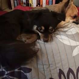 Nico - Chihuahua