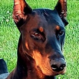 Doberman Pinschers from SolStorm Dobermanns
