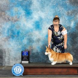 Maverick - Pembroke Welsh Corgi