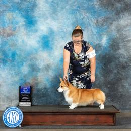 Maverick - Pembroke Welsh Corgi