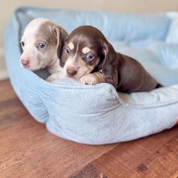 Dachshund puppies from DivaDoxi