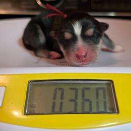 Asuna - Gray and white female Siberian Husky puppy in Buckeye, Arizona from Anime Huskies
