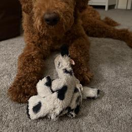 Goldendoodle All Grown Up from Dawnie’s Doodles