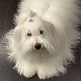 Howie - Coton de Tulear