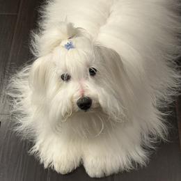 Howie - Coton de Tulear
