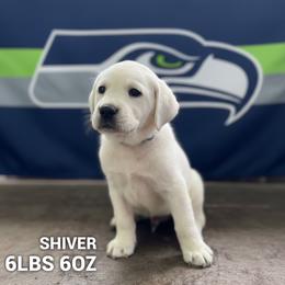 Shiver - Yellow male Labrador Retriever puppy in Puyallup, Washington from 12 Door Farm Labradors