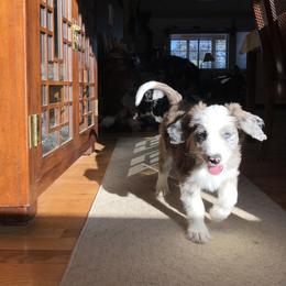 Aussiedoodle Puppies from Colorful Colorado Aussiedoodles