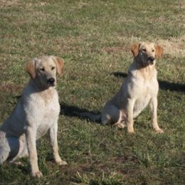 Labrador Retriever All Grown Up from Mama’s Labs
