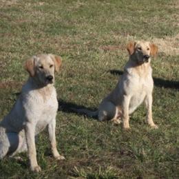 Labrador Retriever All Grown Up from Mama’s Labs
