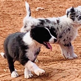 Border Collie Puppies from SoCal Border Collies