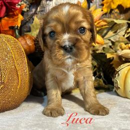 Luca - Ruby male Cavalier King Charles Spaniel puppy in Ormond Beach, Florida from Parkside Cavaliers