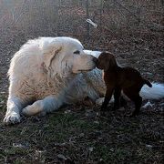 Maremma Sheepdog All Grown Up from BNG Farms