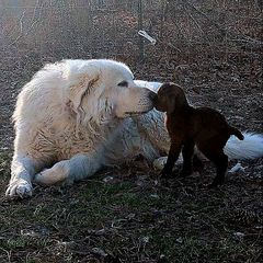 Maremma Sheepdog All Grown Up from BNG Farms