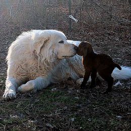 Maremma Sheepdog All Grown Up from BNG Farms