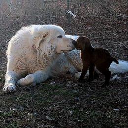 Maremma Sheepdog All Grown Up from BNG Farms