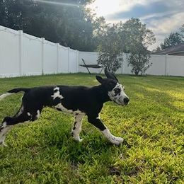 Great Dane Puppies from Apollo's Great Danes (AGD's)