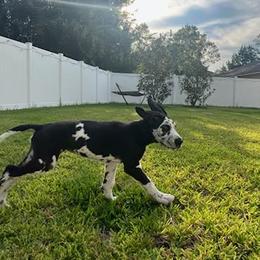 Great Dane Puppies from Apollo's Great Danes (AGD's)
