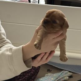 Glinda (Gigi) - Ruby female Cavalier King Charles Spaniel puppy in Corpus Christi, Texas from Kings Cross Cavaliers