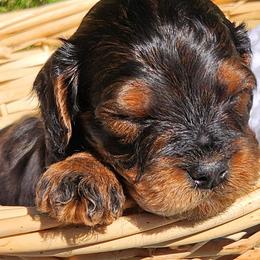 Heath - Black and tan male Cavapoo puppy in Mooresville, North Carolina from Clearview Canines