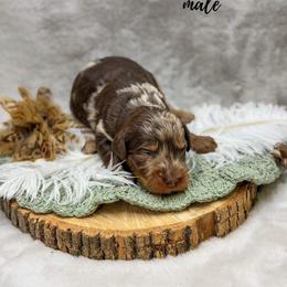 Falcon - Merle male Goldendoodle puppy in Williamson, New York from Lakeside Doodles