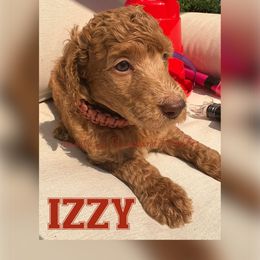 Izzy - Apricot Poodle puppy in Oceanside, New York from Anastasia STANDARD Poodles three four seven seven five four two three four five